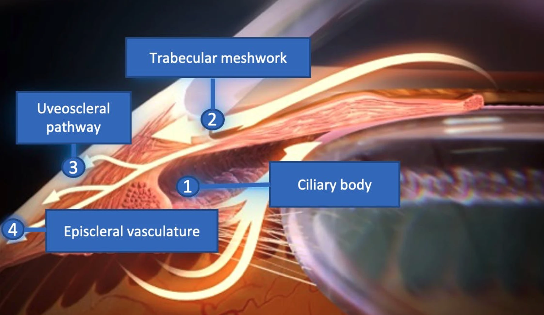 Diagram of Distal Outflow and Episcleral Venous Pressure
